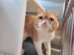 Adopt NUGGET a Exotic Shorthair
