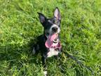 Adopt OLIVE a Mixed Breed