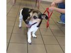 Adopt BONES a Parson Russell Terrier, Mixed Breed