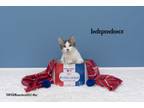 Adopt Independence a Domestic Short Hair