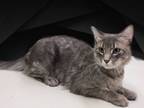 Adopt JEROME a Domestic Long Hair