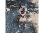 Adopt Archie A Pit Bull Terrier