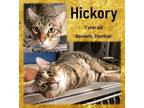 Adopt Hickory a Domestic Short Hair