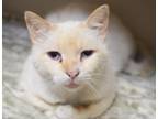 Adopt FurFace a Siamese, Domes