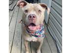 Adopt Cafe Latte a Pit Bull Terrier