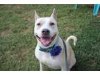 Adopt DIXIE a Pit Bull Terrier, Mixed Breed