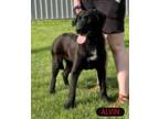 Adopt Alvin a Black Labrador Retriever