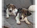 Jack Russell Terrier PUPPY FOR SALE ADN-417503 - CKC Jack Russell Terrier