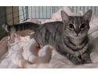 Adopt Queen Guinevere a Tabby