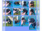 Cane Corso PUPPY FOR SALE ADN-417414 - Cane Corso Puppies