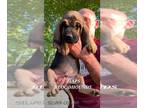 Bloodhound PUPPY FOR SALE ADN-417417 - Ckc bloodhound puppies