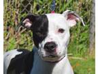 Adopt ORCHID a Pit Bull Terrier, Mixed Breed