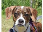 Adopt ALICE a Beagle, Mixed Breed