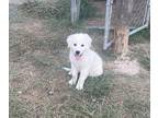 Great Pyrenees PUPPY FOR SALE ADN-417715 - Great Pyrenees Puppies for Sale
