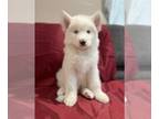 Siberian Husky PUPPY FOR SALE ADN-417564 - Pure breed husky puppies