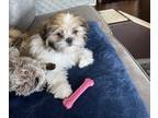 Shih Tzu PUPPY FOR SALE ADN-417391 - Shih Tzu puppy