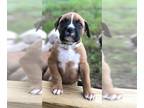 Boxer PUPPY FOR SALE ADN-417432 - Boxer babies ready to go home soon
