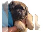 American Mastiff PUPPY FOR SALE ADN-417604 - Fawn litter of 9 puppies