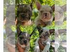 French Bulldog PUPPY FOR SALE ADN-417734 - Merle French Bulldogs