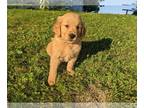 Golden Retriever PUPPY FOR SALE ADN-417849 - AKC Golden Retriever Puppies