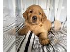 Golden Retriever PUPPY FOR SALE ADN-417828 - Golden Retriever Puppies