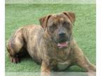 Pit DOG FOR ADOPTION RGADN-1024783 - *RUFUS - Boxer / Pit Bull Terrier