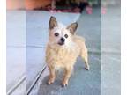 Toxirn DOG FOR ADOPTION RGADN-1025784 - *Peggy Hamilton - Cairn Terrier /