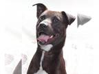 American Pit Bull Terrier-Whippet Mix DOG FOR ADOPTION RGADN-1027088 - *JAKE -