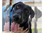 Labrador Retriever Mix DOG FOR ADOPTION RGADN-1027347 - TUCKER - Labrador