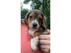 Adopt Maverick a Beagle