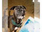 Mastiff Mix DOG FOR ADOPTION RGADN-1023691 - CHARLIE BROWN - Mastiff / Mixed