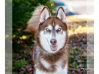 Huskies Mix DOG FOR ADOPTION RGADN-1020763 - Nash 11113 - Husky / Mixed Dog For