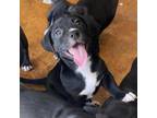 Adopt Mama May Pup 12 a Mixed Breed
