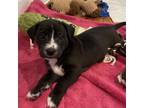 Adopt Mama May Pup 4 a Mixed Breed