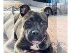 Staffordshire Bull Terrier Mix DOG FOR ADOPTION RGADN-1023717 - Hetti - Cane