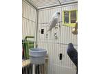 Take It Home And Watch This Fern Grow Into Your Absolute Best Friend Fern The Parakeet Is In Search Of Her Forever Family She Enjoys Hanging Out With 