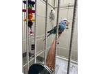 Is A Sweet And Social Parakeet Looking For Her New Home She Loves To Hangout With Her Bird Friends And Share Some Treats If Youre Interested In A Pair