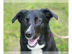 Borador DOG FOR ADOPTION RGADN-1022077 - Sadie Mae - Border Collie / Labrador