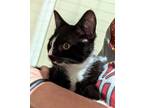 Adopt Zeus (bonded with Athena) a Domestic Short Hair
