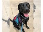 Labrador Retriever Mix DOG FOR ADOPTION RGADN-1017892 - Stormi - Labrador