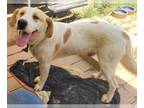 Labrador Retriever Mix DOG FOR ADOPTION RGADN-1020613 - A-Buddy - Labrador