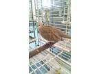 We Have A Total Of 2 Male Ringneck Doves Available For Adoption They Are Tame And Handlable And In Good Feather Doves Make Great Pets For Children And