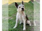 Boston Terrier Mix DOG FOR ADOPTION RGADN-1025970 - Carlos - Boston Terrier /