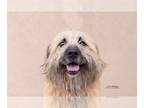 Briard-Wheaten Terrier Mix DOG FOR ADOPTION RGADN-1021466 - Will Wheaten -