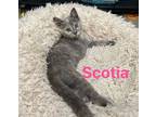 Adopt Scotia A Domestic Short Hair