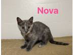 Adopt Nova A Domestic Short Hair