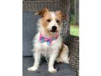 Adopt Melon a Jack Russell Terrier, Wirehaired Terrier