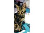 Happy Is Around The Age Of Two He Is A Native Egyptian Mau Who Will Have A Personality Similar To A Bengal Cat All Of Our Cats For Adoption Are Steril