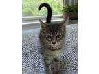 Meet Sushi Sushi Is A Sweet Loving Little Kitten Who Was Found On The Streets Of South Carolina He Loves To Eat Nap And Play Sushi Would Make A Great 