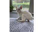 Meet Cheerio Cheerio Is A Sweet Loving Little Kitten Who Was Found On The Streets Of South Carolina He Loves To Eat Nap And Play He Also Loves To Run 